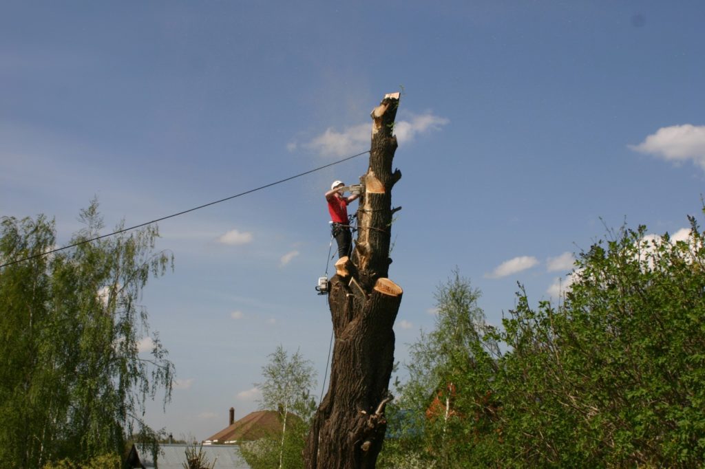 Удаление и спил дерева в Раменском районе