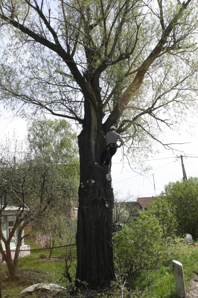 Удаление и спил дерева в Раменском районе