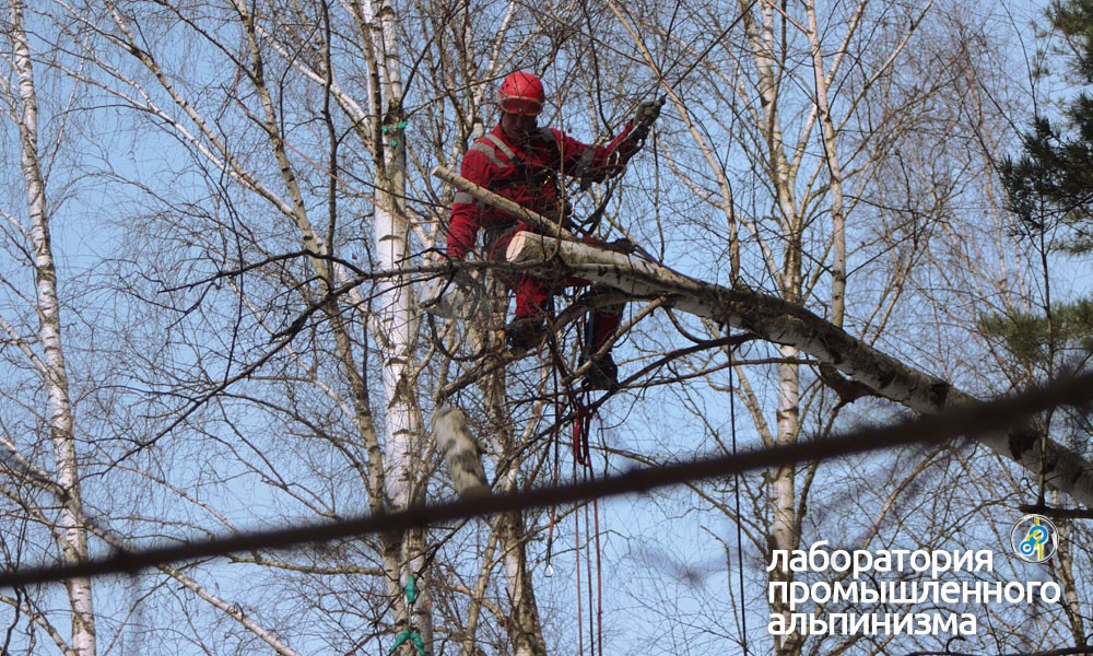 Удаление и спил аварийных деревьев в Голицыно