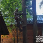 Удаление и спил деревьев в Подольском районе