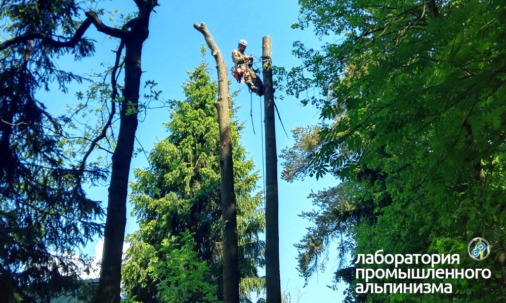 Удаление и спил деревьев в Подольском районе